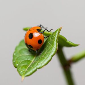 Are ladybugs bad for indoor plants?